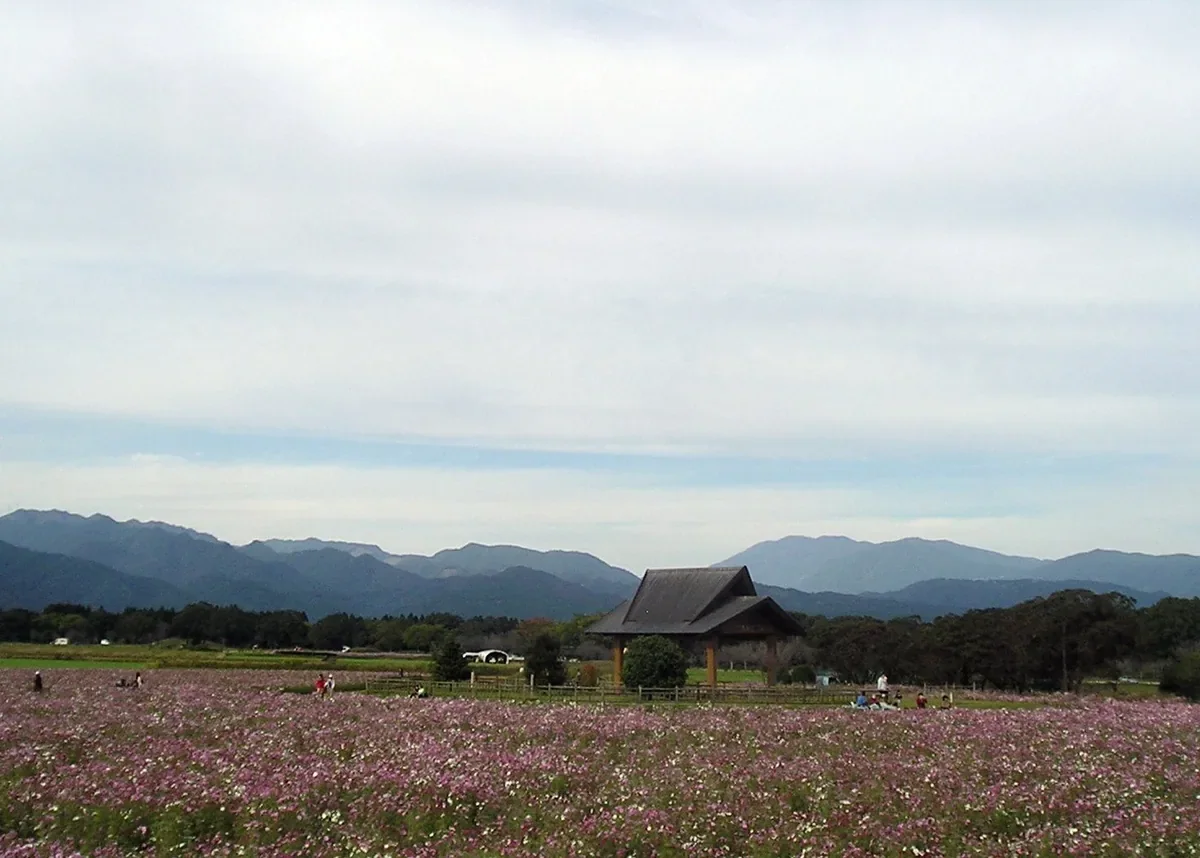 秋日波斯菊盛開時的西都原古墳群草地