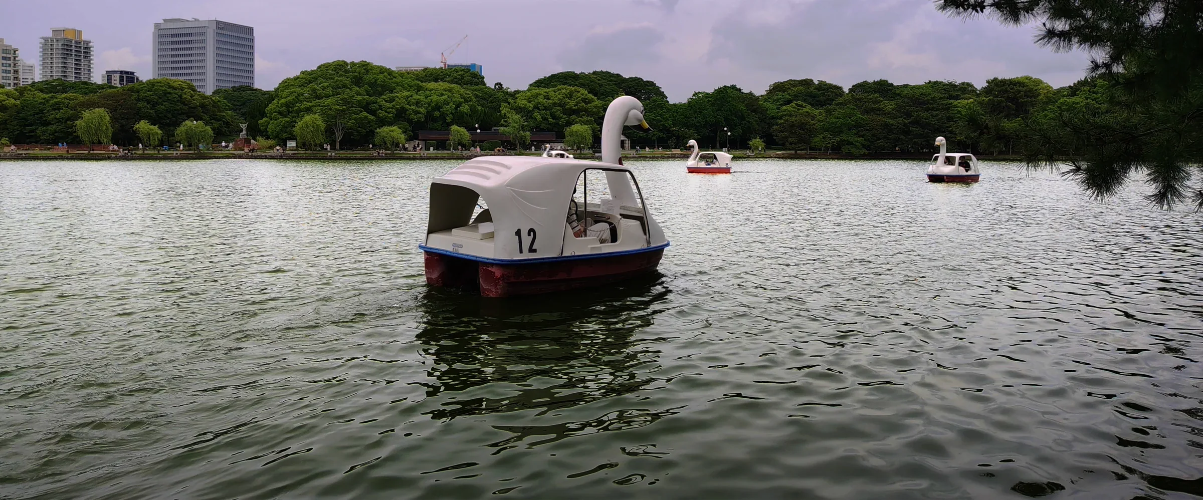 大濠公園池面上的天鵝造型腳踏船與對岸林木