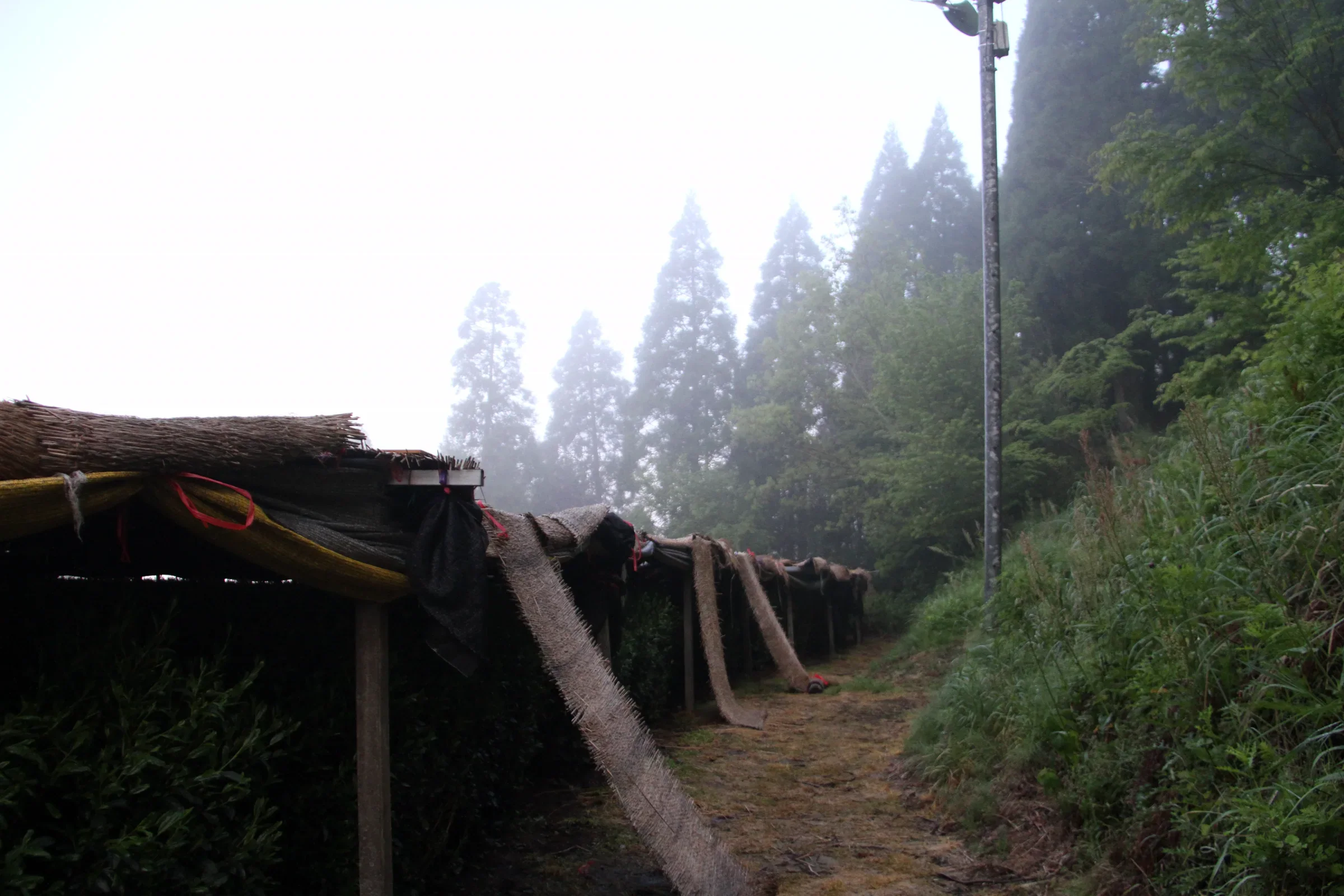 福岡八女矢部村的八女傳統本玉露茶田以棚架遮蔭栽培，2016 年實景，並非農林水產祭會場