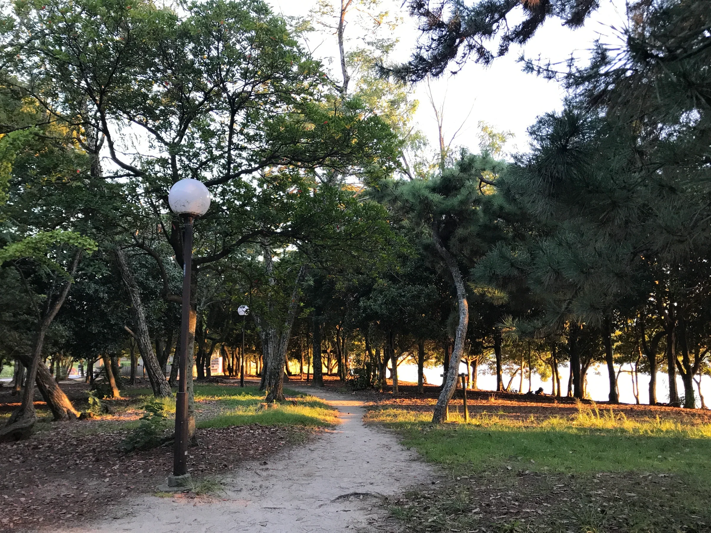大濠公園樹影間的步道在傍晚透出湖面反光