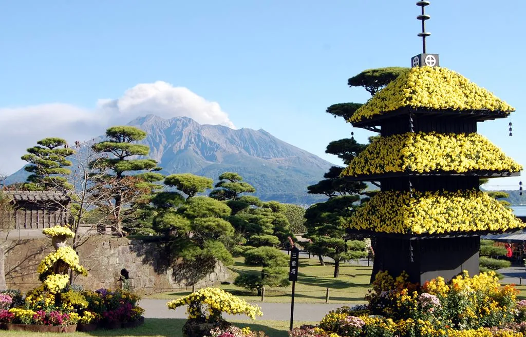 仙巖園往屆菊花祭的黃色菊花造景與後方櫻島,非2026年現場
