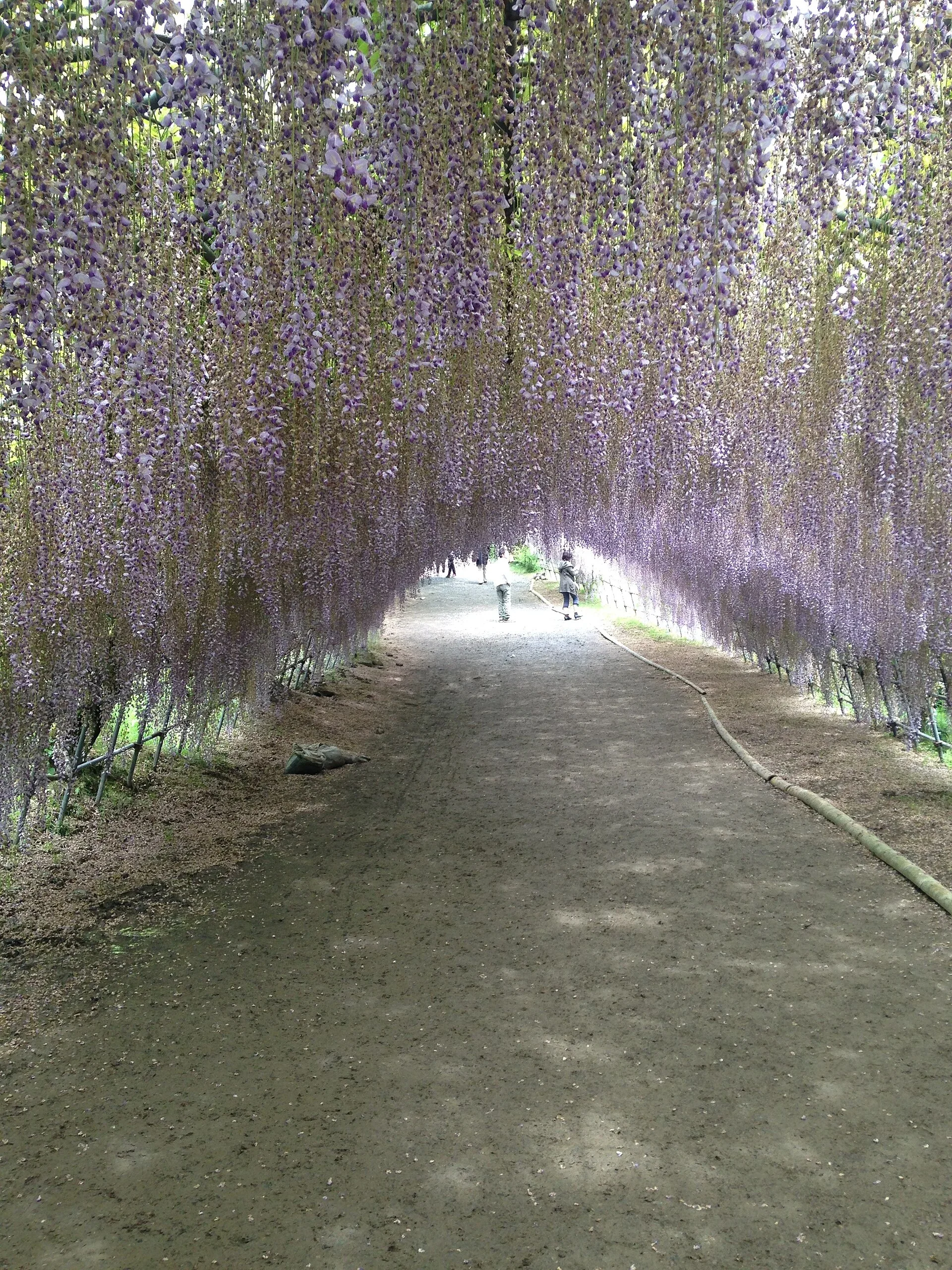 河內藤園紫藤隧道內部，花串沿兩側藤架延伸