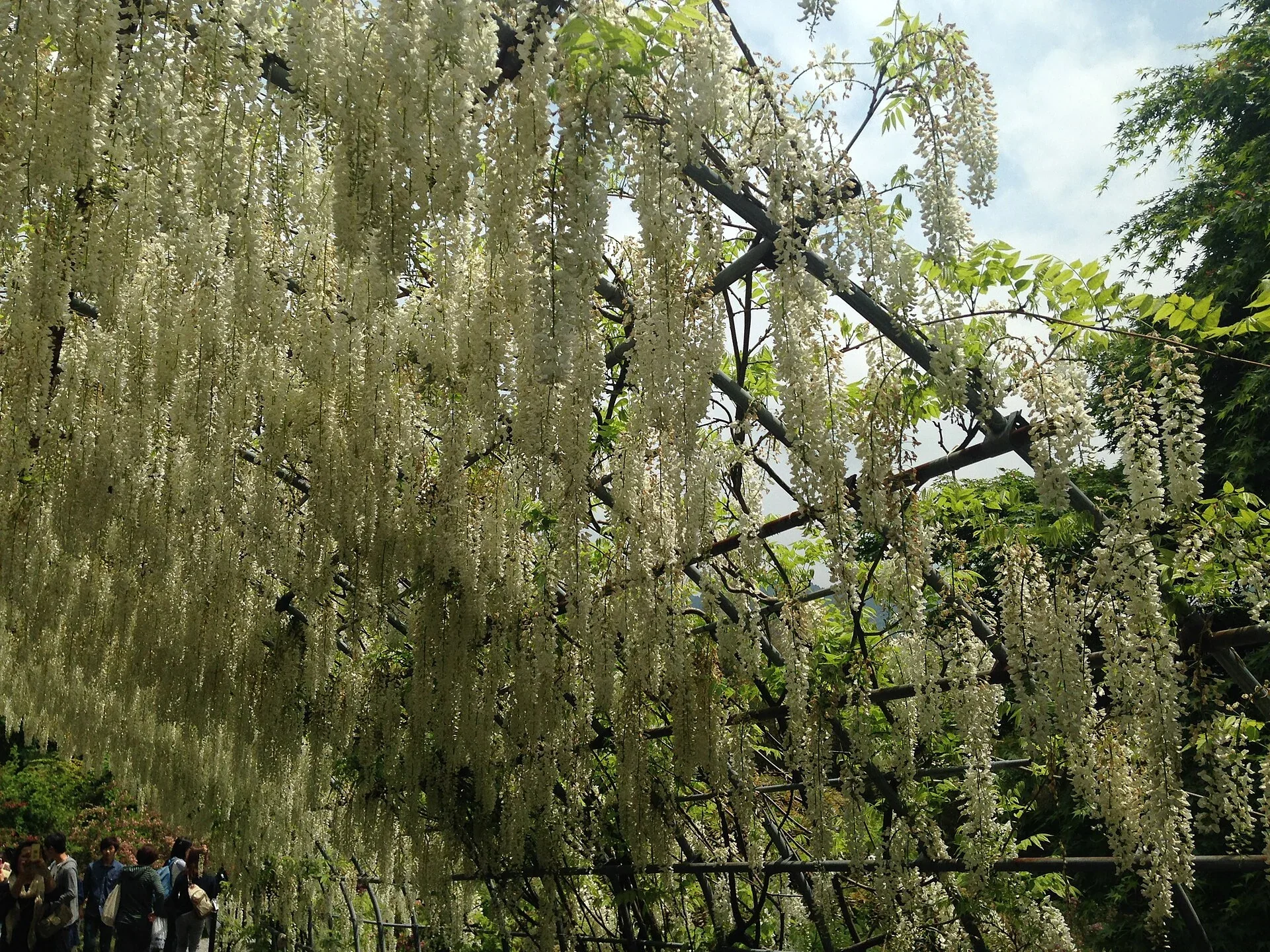 河內藤園藤架上垂下成串白藤