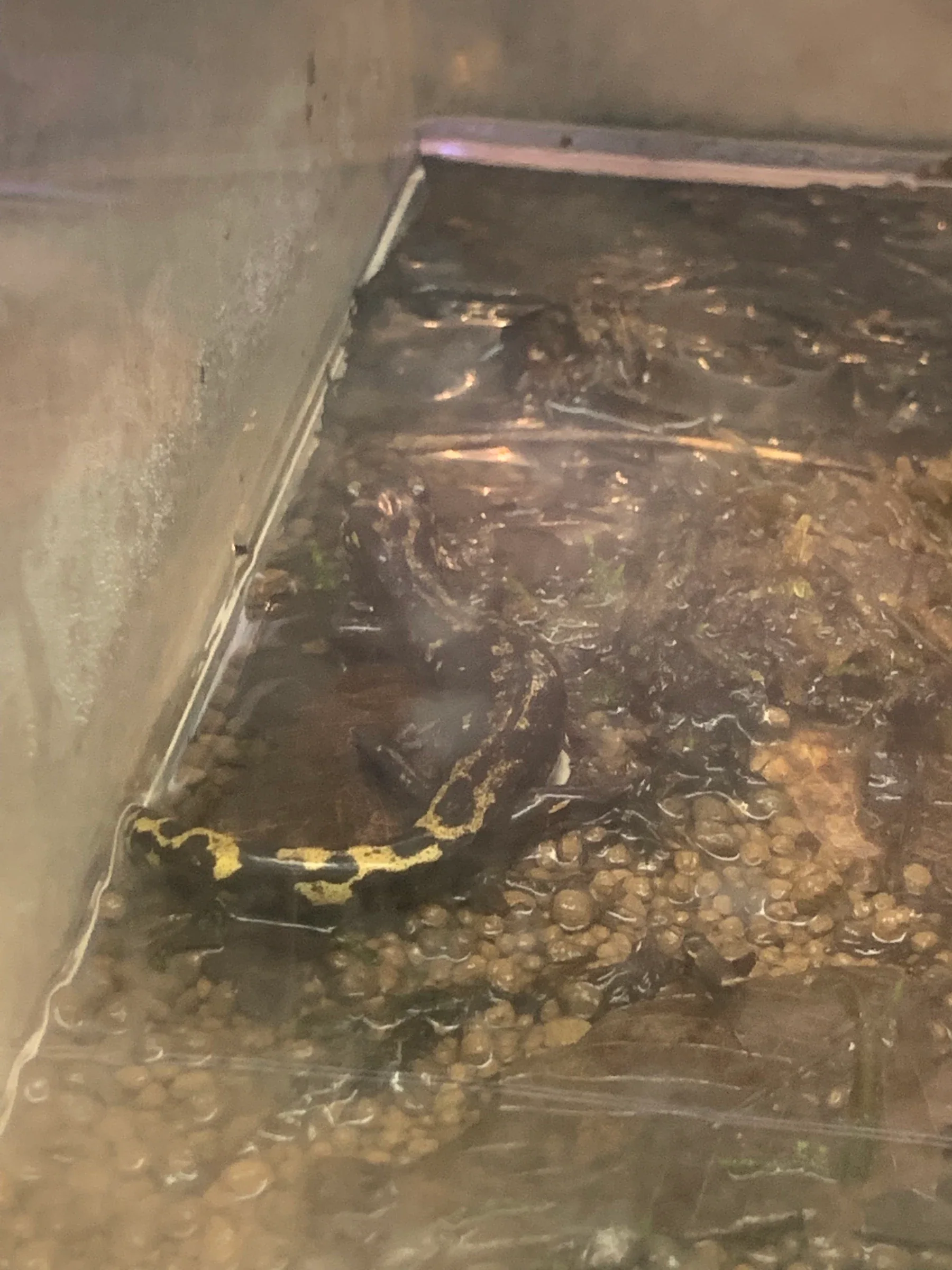 館內水槽中的劍山山椒魚伏在石子底部，水面反光令畫面較暗