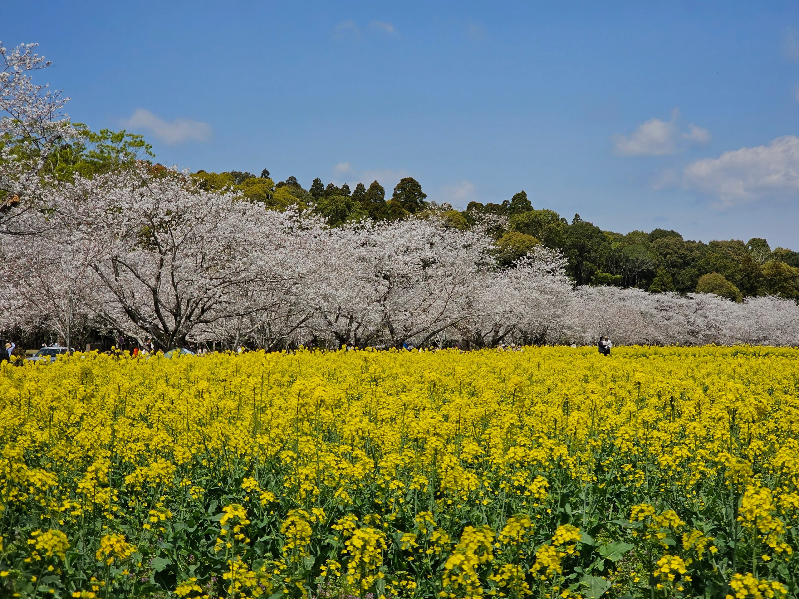 西都原古墳群的油菜花田與櫻花林