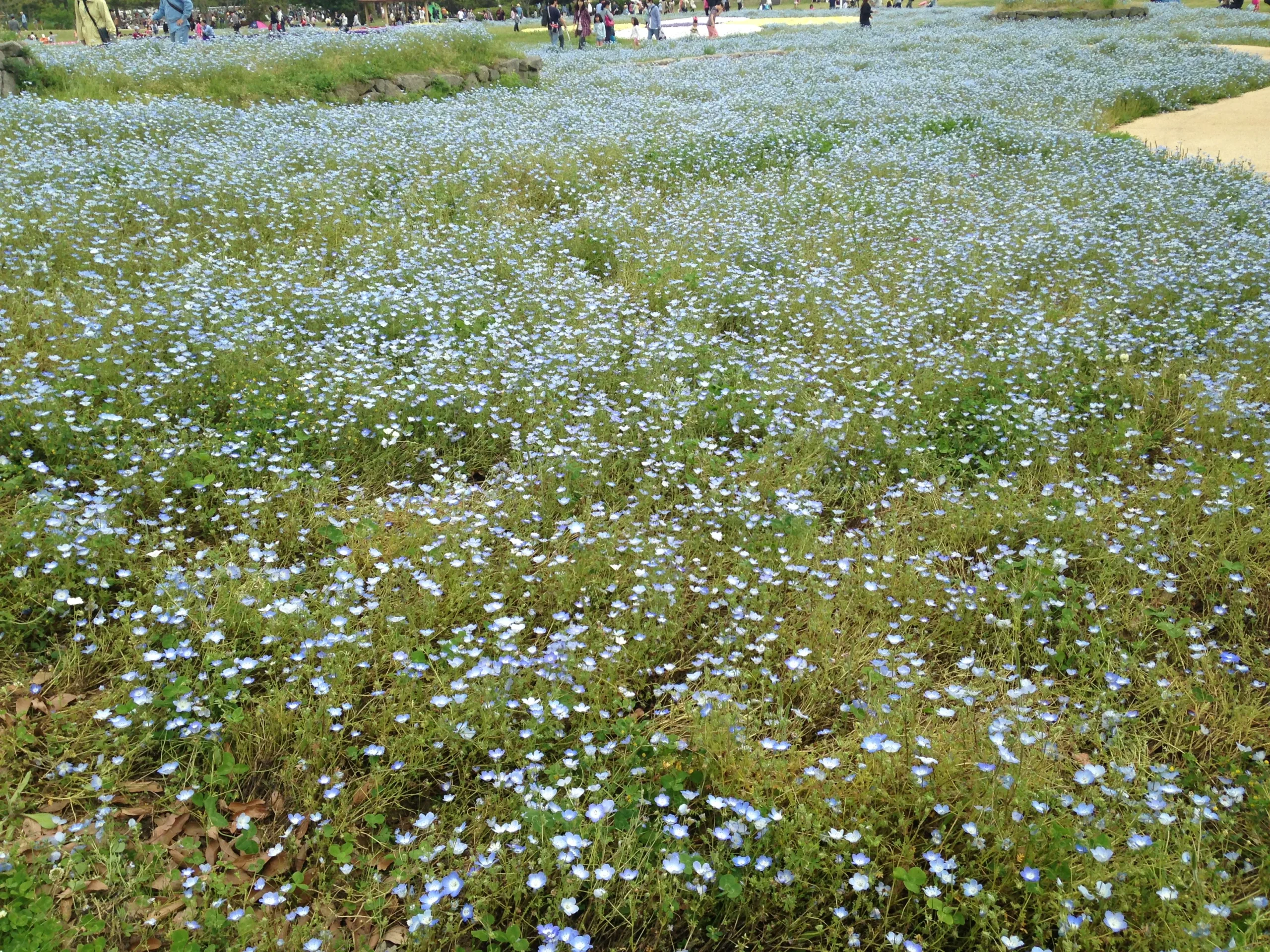 海之中道海濱公園交響花園盛開的粉蝶花