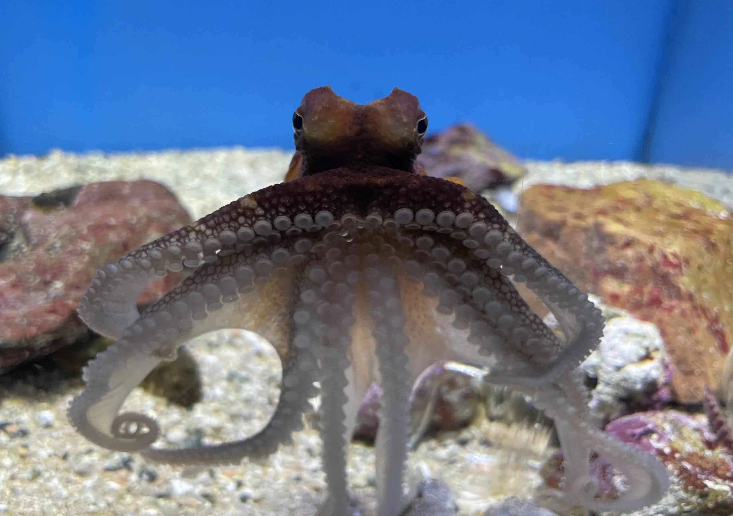 Marine World海之中道飼育展示的スナダコ