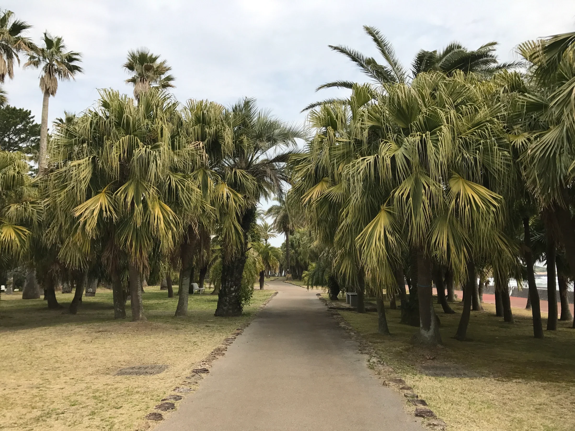 青島亞熱帶植物園內的ビロウ棕櫚林與園內步道