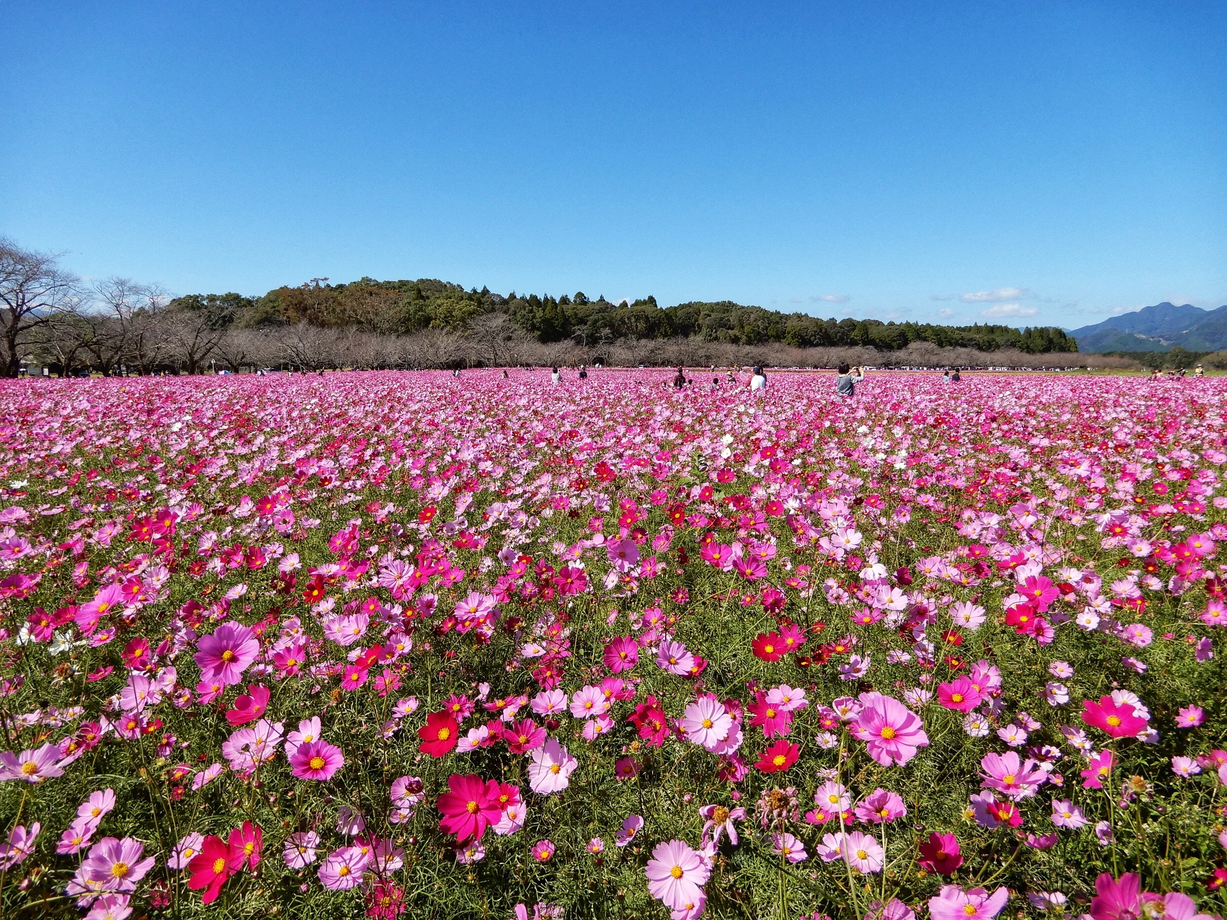 秋季西都原古墳群的波斯菊花田,粉色花海延伸至遠處樹林