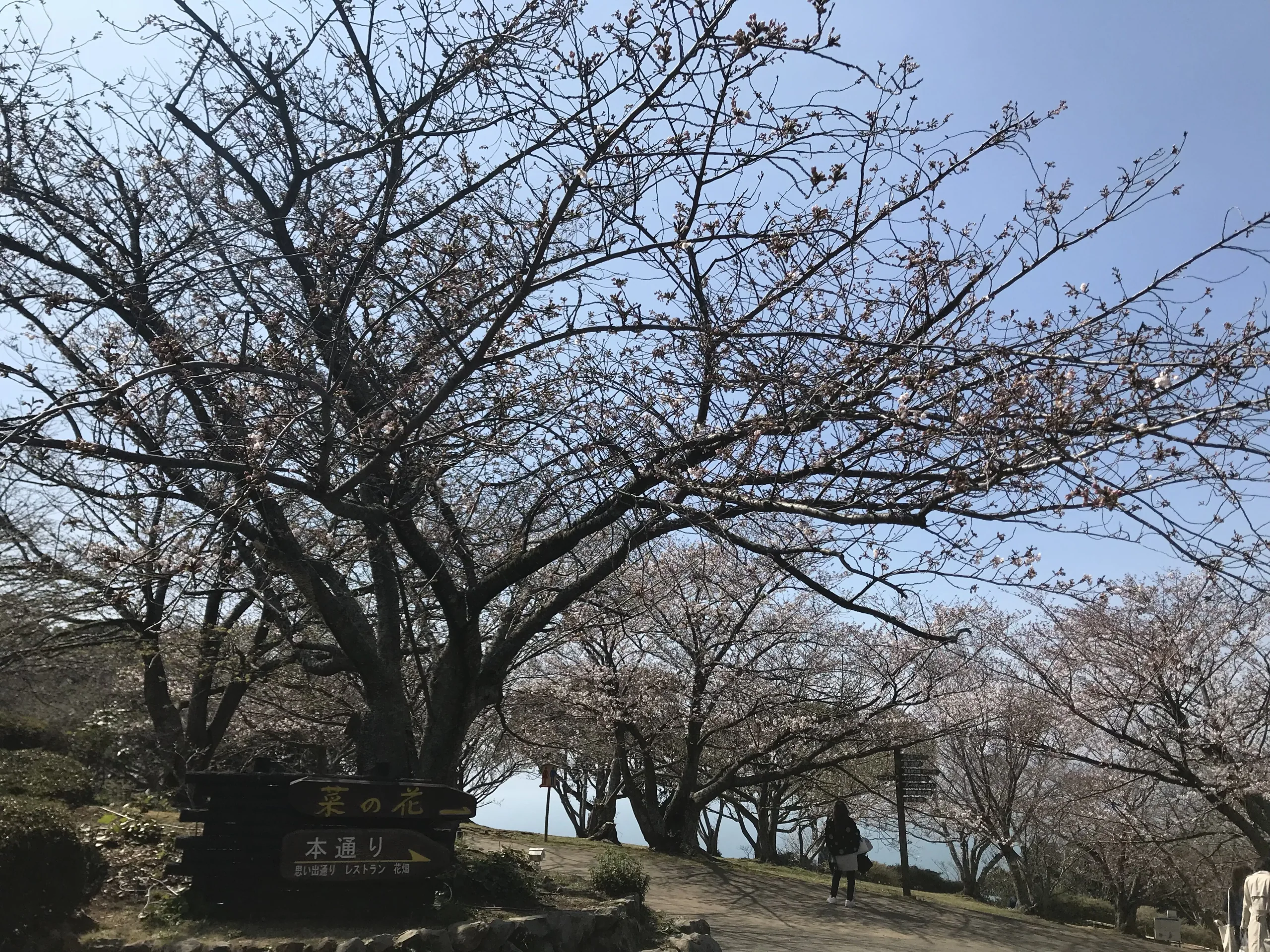 能古島海島公園櫻花步道與春季花景