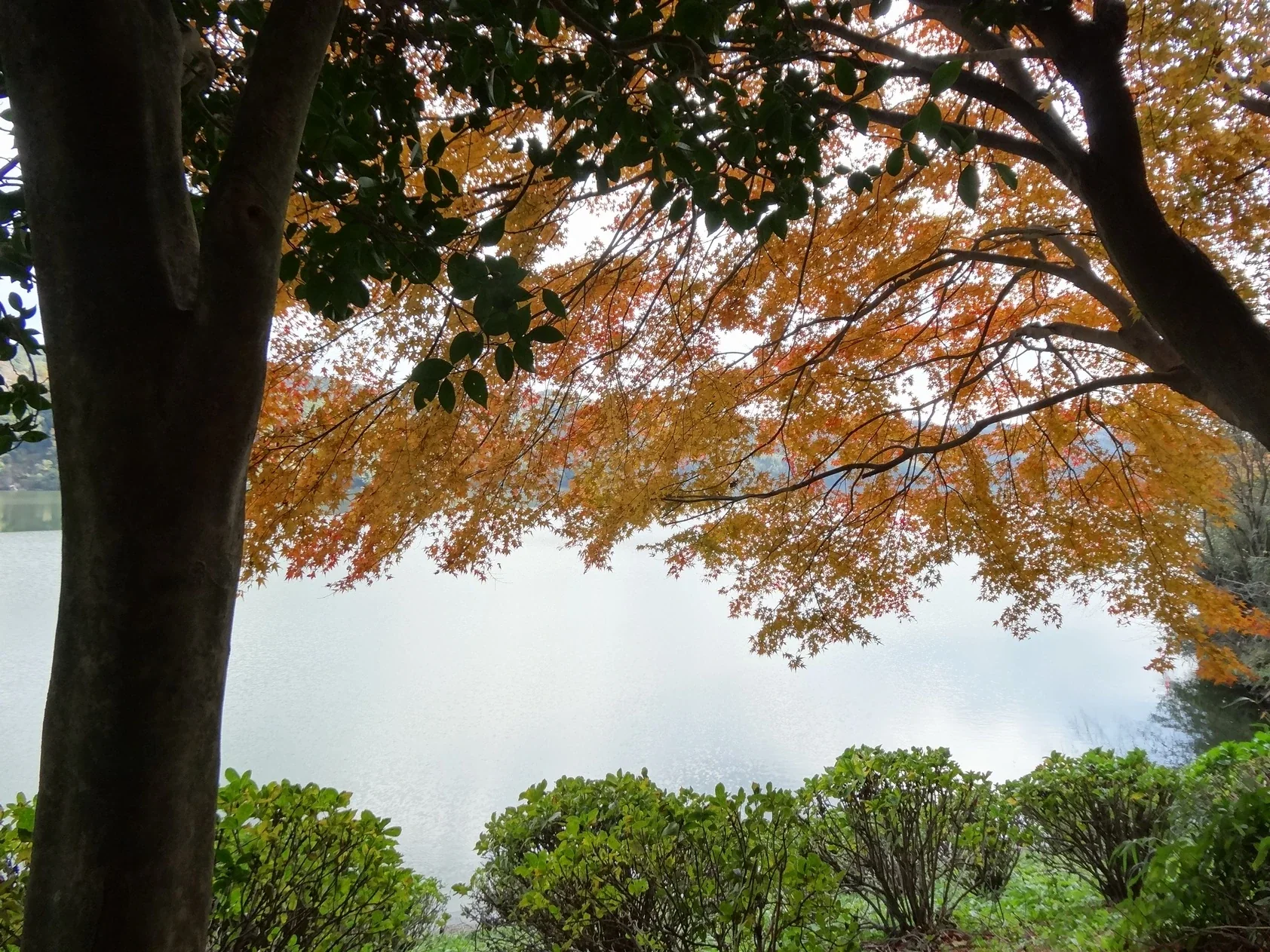 秋天的大隅湖岸邊樹冠轉紅，樹影之間透出平靜湖面