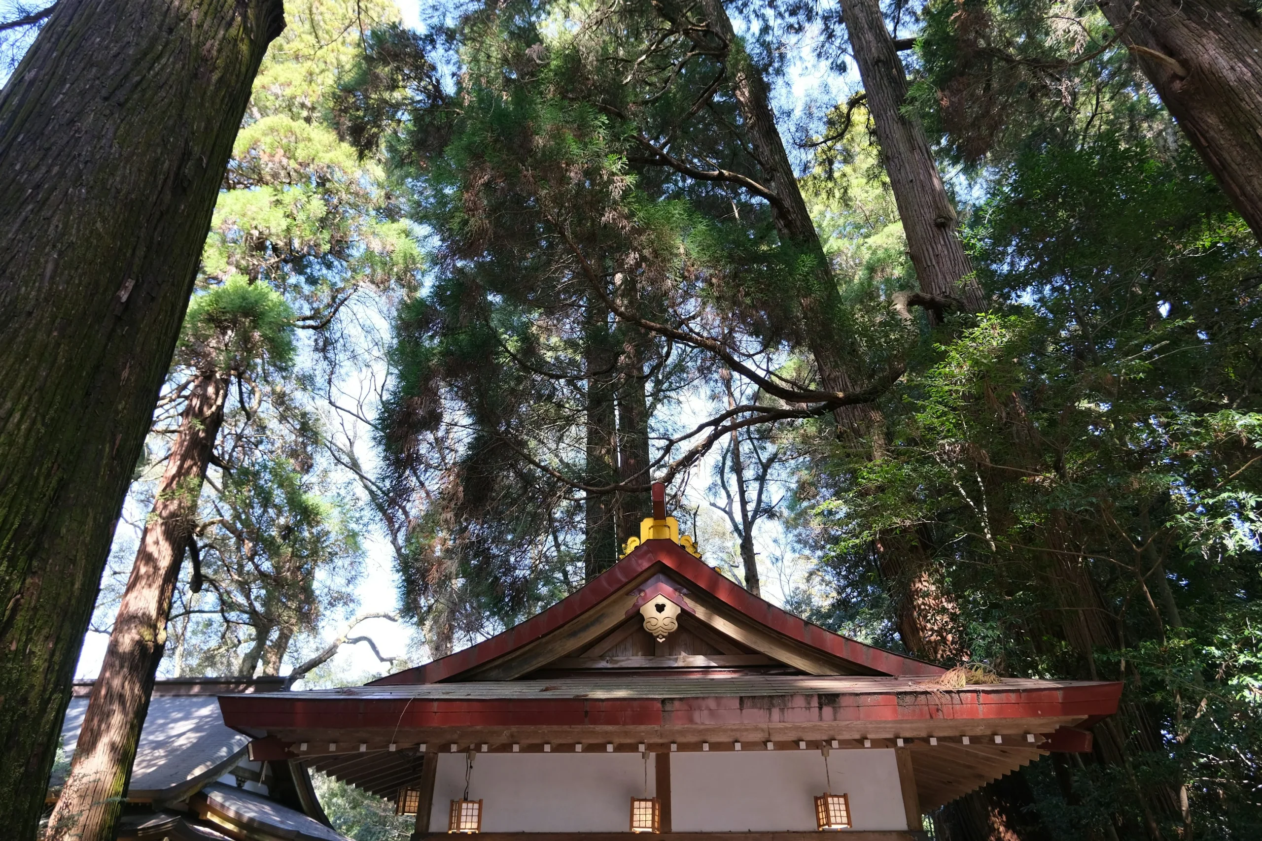 杉林環繞的高千穗神社社殿屋頂