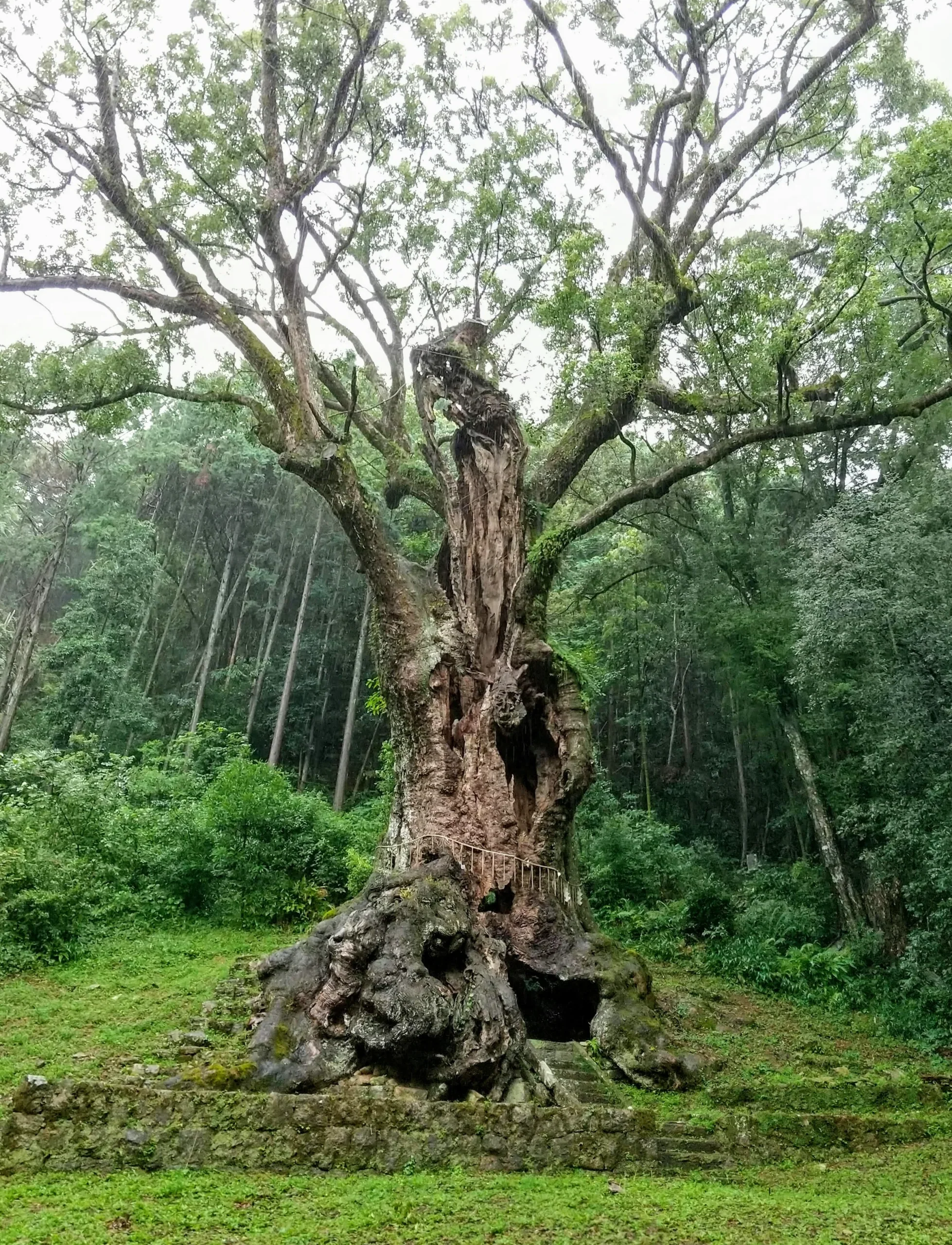 武雄神社後方的武雄大楠，推定樹齡約3000年
