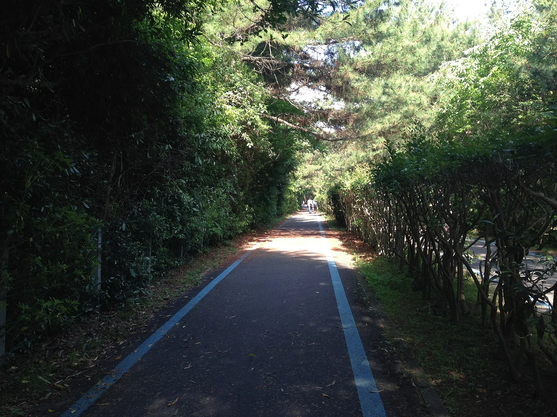 海之中道海濱公園園內單車道，適合在大型園區不同分區之間移動