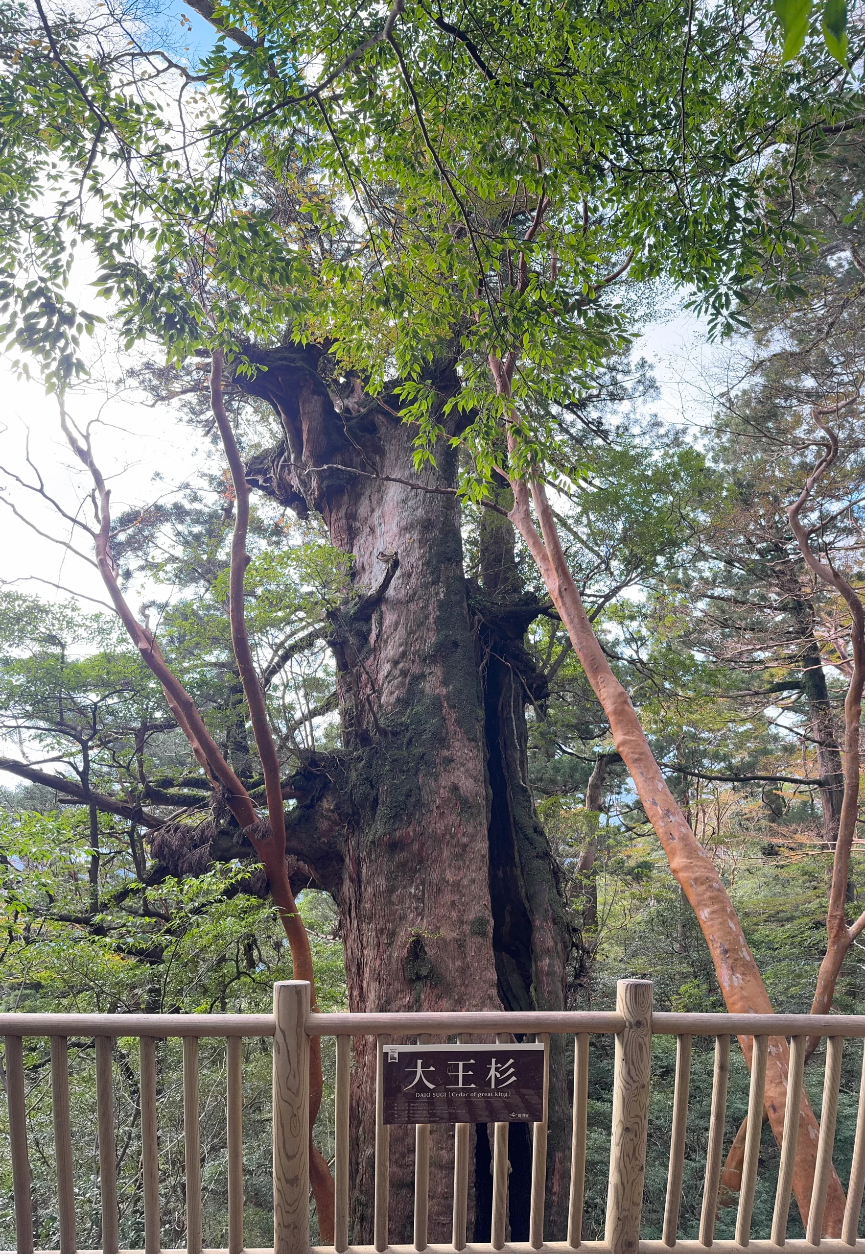 屋久島縄文杉 2026:9月17日重開後怎麼走,22km、荒川巴士與廁所現況