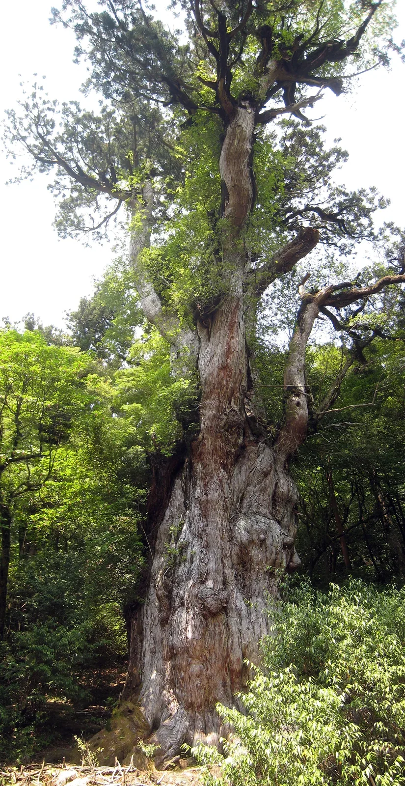 屋久島縄文杉，現時只能從保護展望平台遠觀