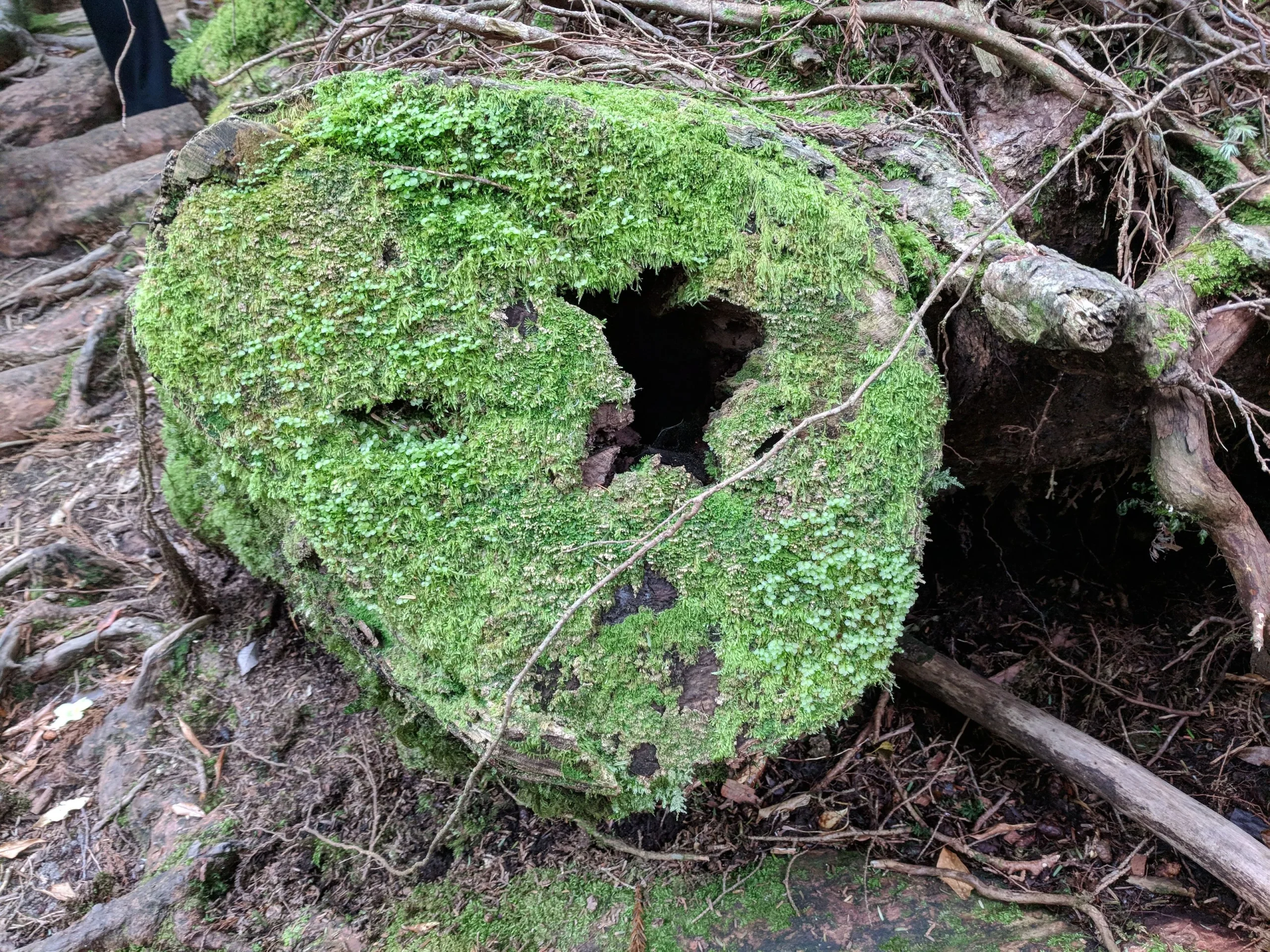 ヤクスギランド林地裡覆滿苔蘚的倒木