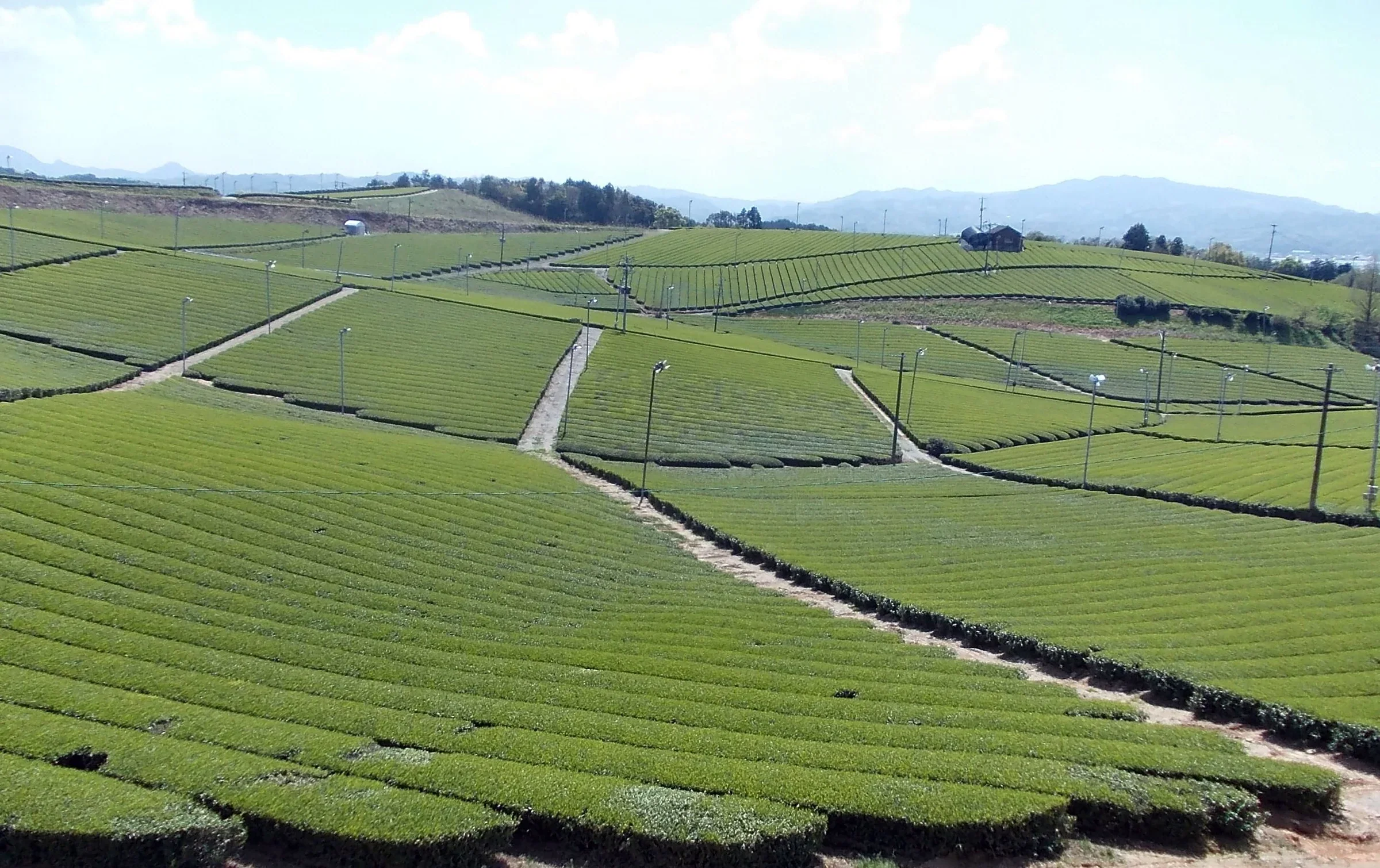 八女中央大茶園茶畑層層延伸至丘陵