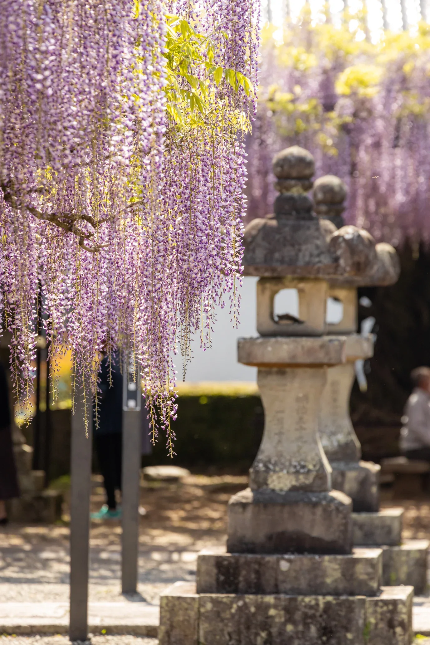 黑木大藤與神社境內石燈籠
