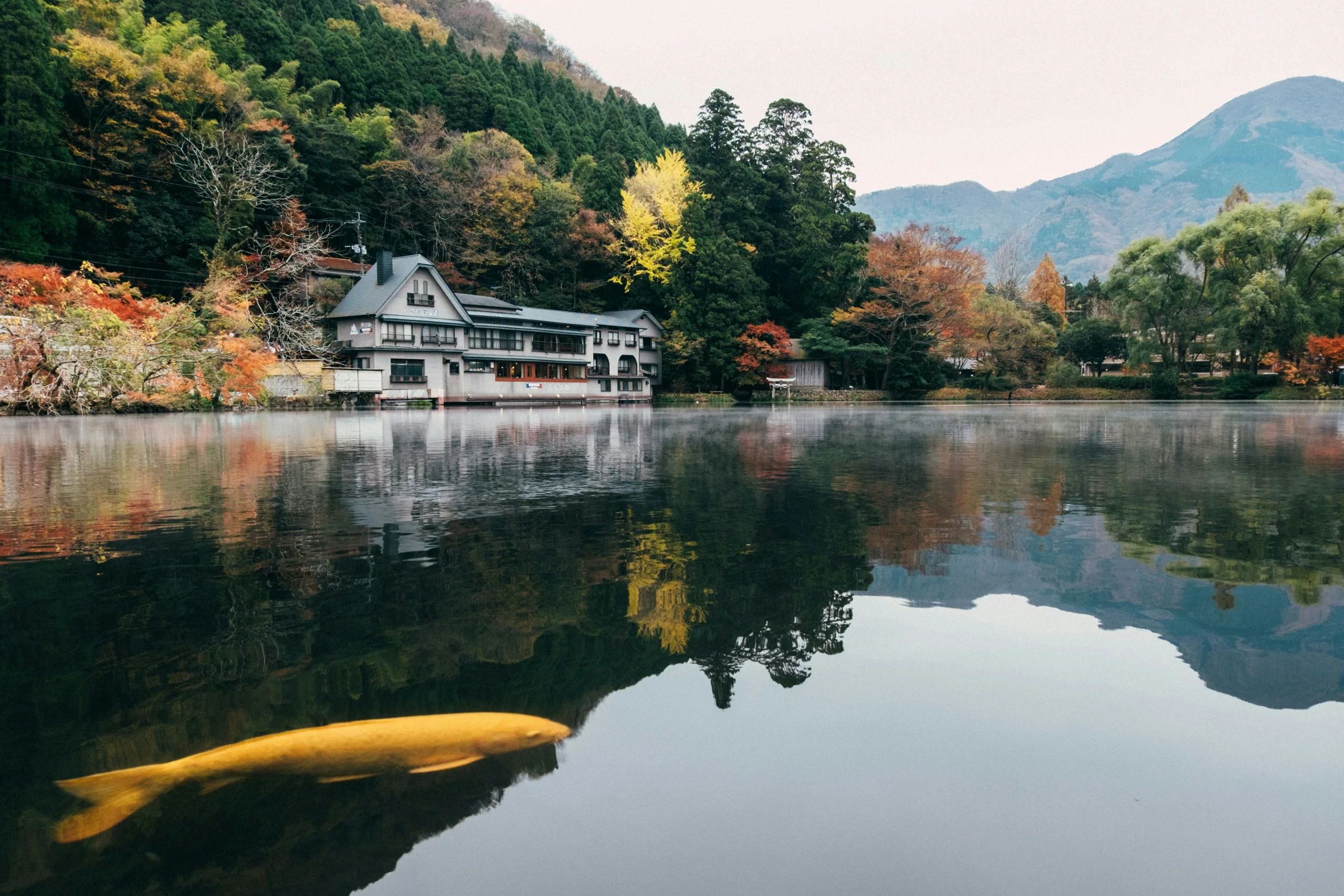 由布院金鱗湖畔的旅館與湖面倒影